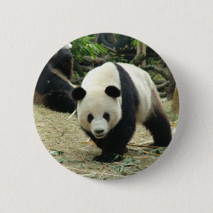 Reuzenpanda in een wild dierentuin fotografie. ronde button 5,7 cm
