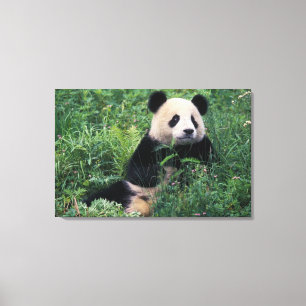 Reuzenpanda in het gras, Wolong-vallei, Sichuan Canvas Afdruk