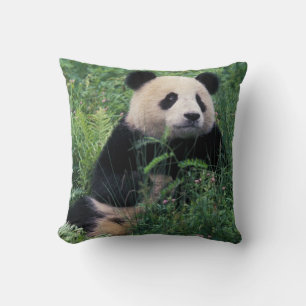 Reuzenpanda in het gras, Wolong-vallei, Sichuan Kussen