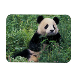 Reuzenpanda in het gras, Wolong-vallei, Sichuan Magneet