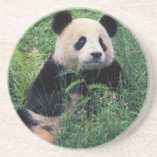 Reuzenpanda in het gras, Wolong-vallei, Sichuan Zandsteen Onderzetter