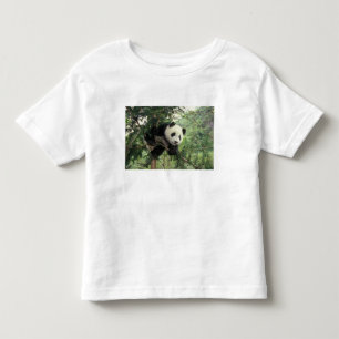 Reuzenpanda jong klimt in een boom, Wolong-vallei, Kinder Shirts