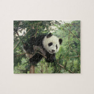 Reuzenpanda jong klimt in een boom, Wolong vallei, Legpuzzel