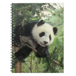 Reuzenpanda jong klimt in een boom, Wolong vallei, Notitieboek