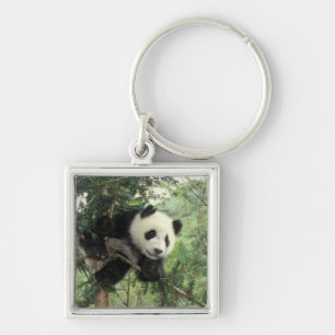 Reuzenpanda jong klimt in een boom, Wolong-vallei, Sleutelhanger