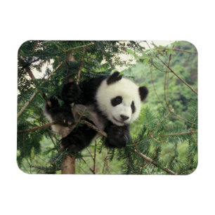 Reuzenpanda jong klimt in een boom, Wolongvallei, Magneet