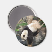 Reuzenpanda klimt in de boom magneet (Voorkant / Achterkant)