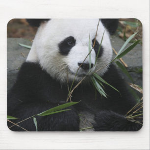 Reuzenpanda Muismat