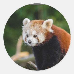 Reuzenpanda Natuur Ronde Sticker