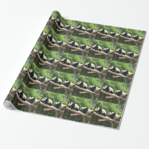 Reuzenpanda op de tak van de boom. Dierenfotografi Cadeaupapier