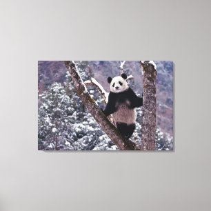 Reuzenpanda staand op boom, Wolong, Sichuan, Canvas Afdruk
