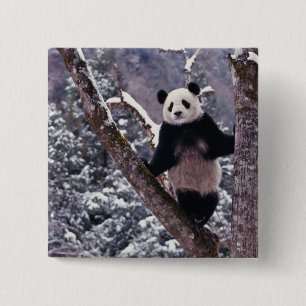 Reuzenpanda staand op boom, Wolong, Sichuan, Vierkante Button 5,1 Cm