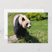 Reuzenpanda staand op een steen briefkaart (Voorkant / Achterkant)
