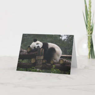 Reuzenpanda's bij de Giant Panda Protection & 3 Kaart