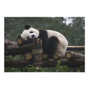 Reuzenpanda's bij de Reuzenpanda Bescherming Foto Afdruk