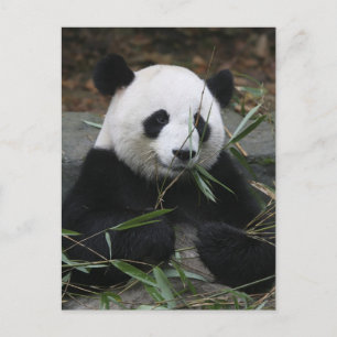 Reuzenpanda's op de Giant Panda Protection & Briefkaart