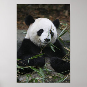 Reuzenpanda's op de Giant Panda Protection & Poster