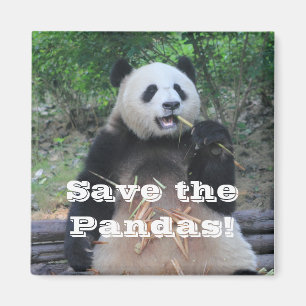 Reuzenpanda's redden Magnet Magneet