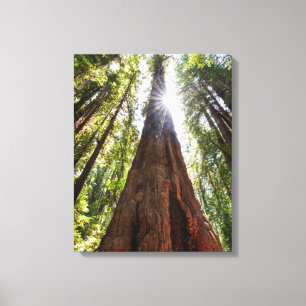 Reuzenredwoods Canvas Afdruk