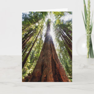 Reuzenredwoods Kaart