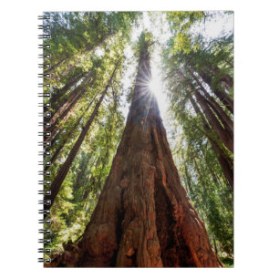 Reuzenredwoods Notitieboek