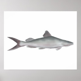 Reuzenriviermeerval Poster