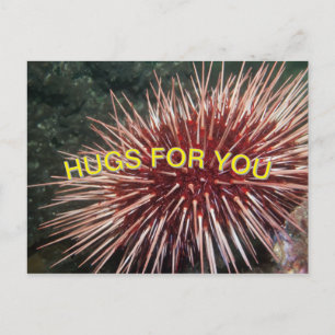 Reuzenrood Zee Urchin - Briefkaart