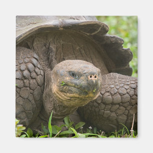 Reuzenschildpad Magneet