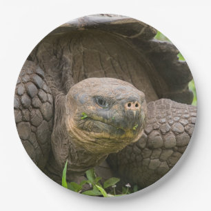 Reuzenschildpad Papieren Bordje
