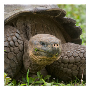 Reuzenschildpad Perfect Poster