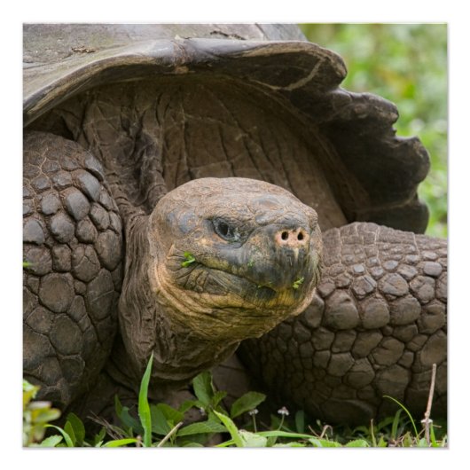 Reuzenschildpad Perfect Poster (Voorkant)