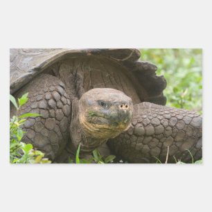 Reuzenschildpad Rechthoekige Sticker