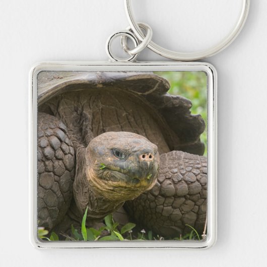 Reuzenschildpad Sleutelhanger (Voorkant)