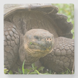 Reuzenschildpad Stenen Onderzetter