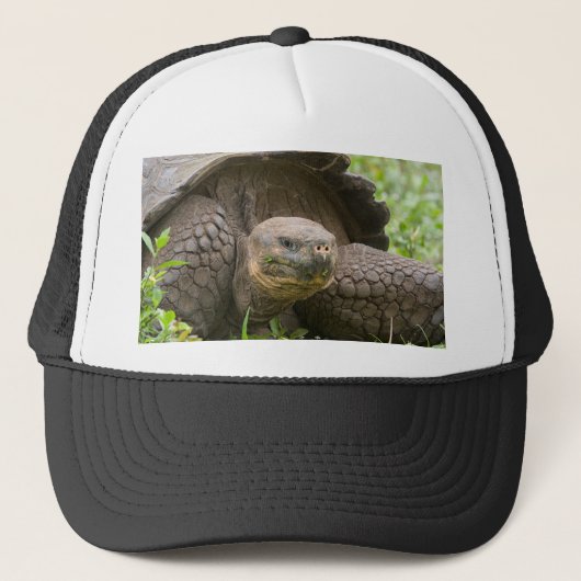 Reuzenschildpad Trucker Pet (Voorkant)