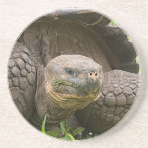 Reuzenschildpad Zandsteen Onderzetter