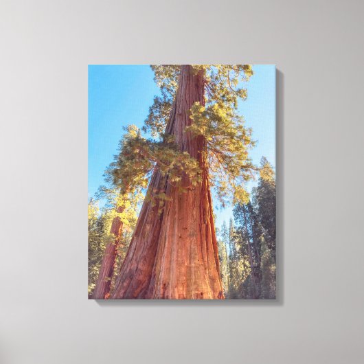 reuzensequoia canvas afdruk (Voorkant)