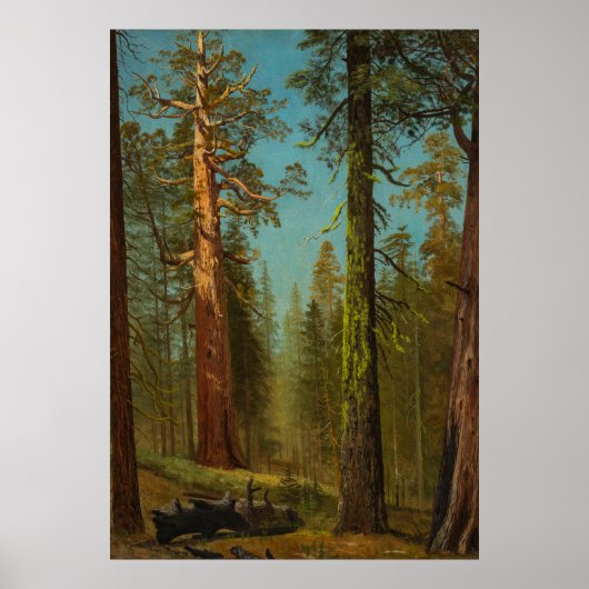 Reuzensequoia Mariposa Grove Californië Poster (Voorkant)