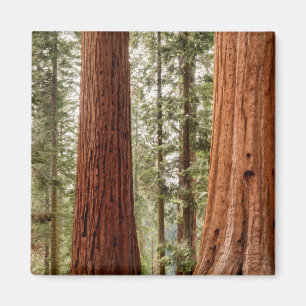 Reuzensequoia panorama magneet