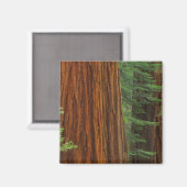 Reuzensequoia-stammen in bos, Yosemite Magneet (Voorkant / Achterkant)