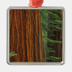 Reuzensequoia-stammen in bos, Yosemite Metalen Ornament