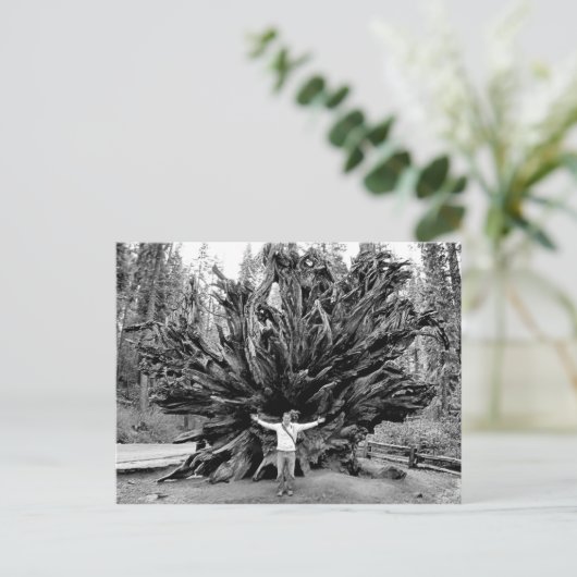 Reuzensequoia's - Briefkaart (Staand voorkant)