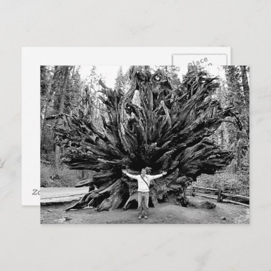 Reuzensequoia's - Briefkaart (Voorkant / Achterkant)