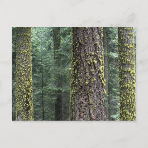 Reuzensequoia's in het bos, Sequoia en Briefkaart