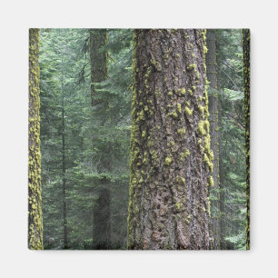 Reuzensequoia's in het bos, Sequoia en Magneet