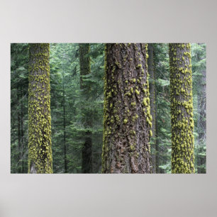 Reuzensequoia's in het bos, Sequoia en Poster