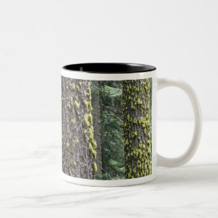 Reuzensequoia's in het bos, Sequoia en Tweekleurige Koffiemok