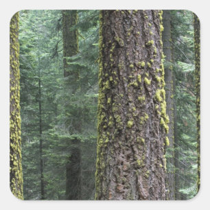 Reuzensequoia's in het bos, Sequoia en Vierkante Sticker