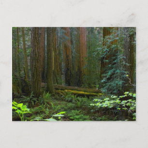 Reuzensequoia's in Muir Woods National Park Briefkaart