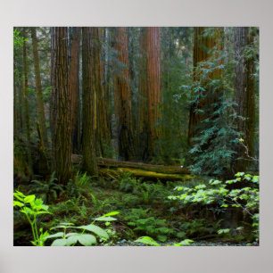 Reuzensequoia's in Muir Woods National Park Poster